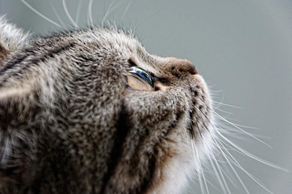 How Much Sleep Do Cats Need? Investigating Our Feline Friends' Nap Habits.