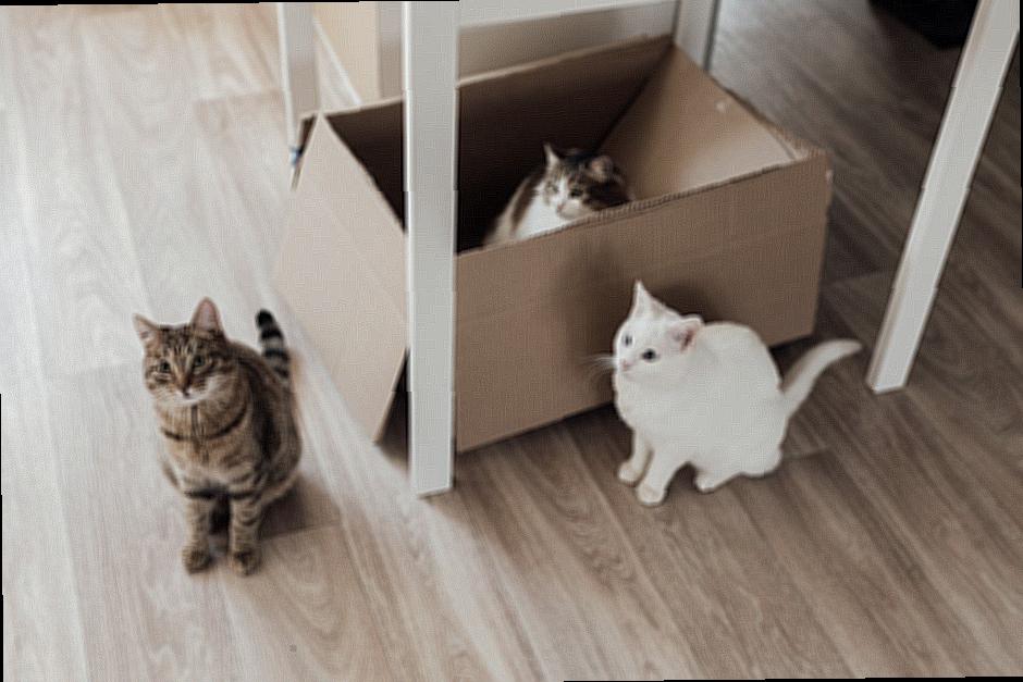 How to Keep Your Furniture Safe from Cat Scratching: The Most Effective Solutions explains how.