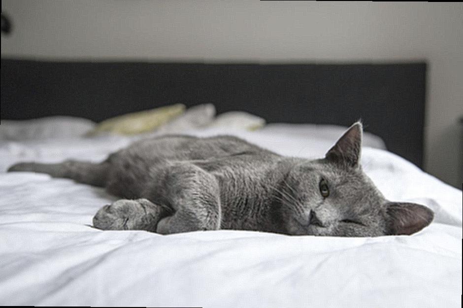 If your cat is experiencing pain after declaring, there are some warning signs to watch out for!