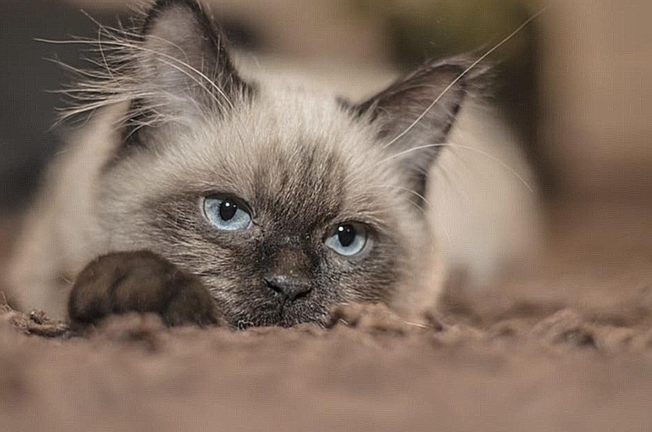 The Best Cat Scratching Post Materials to Keep Your Feline Happy!
