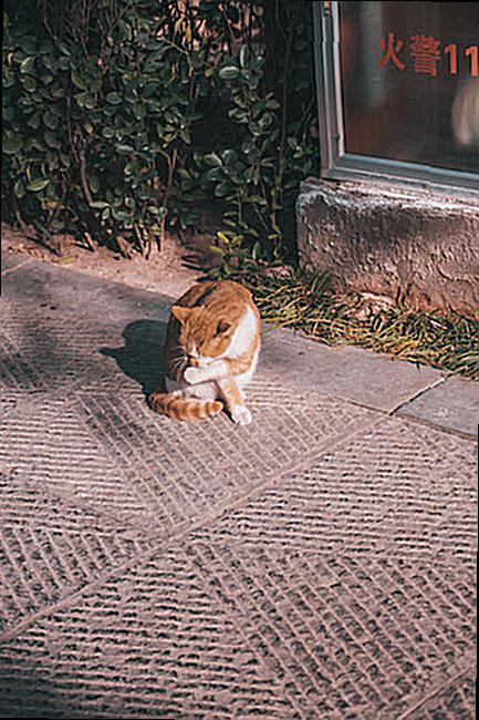 The Effect of Territory Size on Cat Behavior is being investigated.